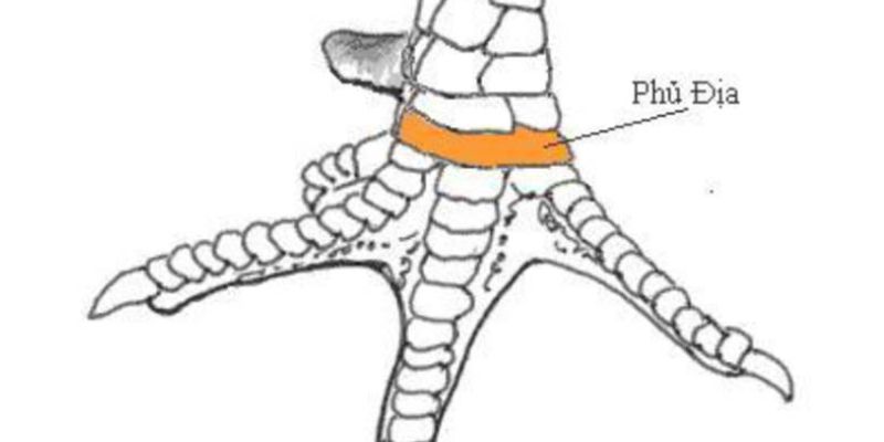 Vảy gà phú Địa