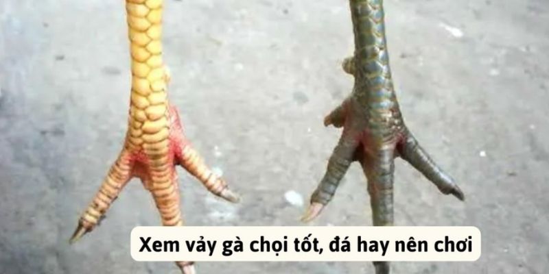 Vảy gà thần kê