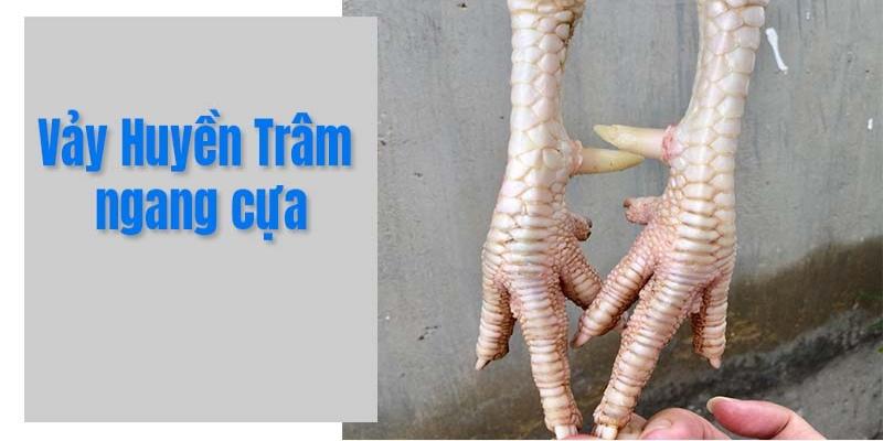 Các loại vảy gà huyền trầm phổ biến