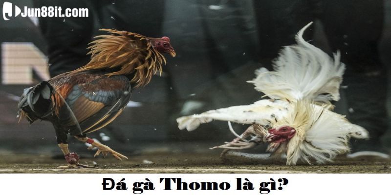 Đá gà Thomo cựa tròn với các đòn trí mạng