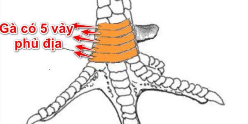 Gà chọi sở hữu 5 vảy phú địa