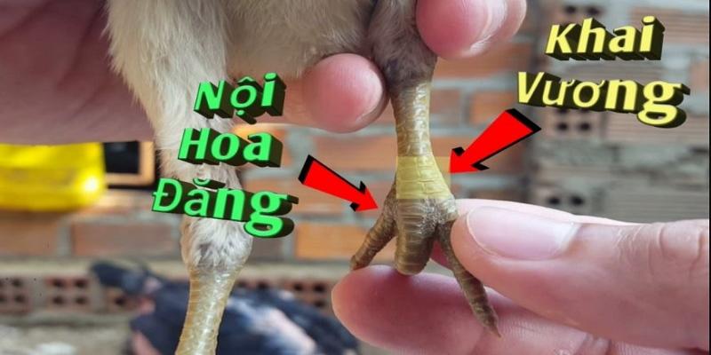 Đôi nét chiến kê có vảy gà khai vương