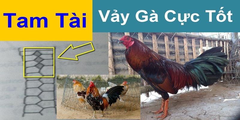 Đôi nét chiến kê có vảy gà tam tài