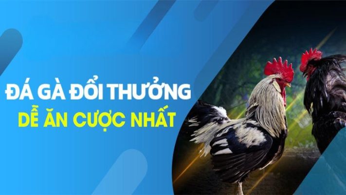 Đá GÀ Jun88 có những đặc điểm gì nổi bật?