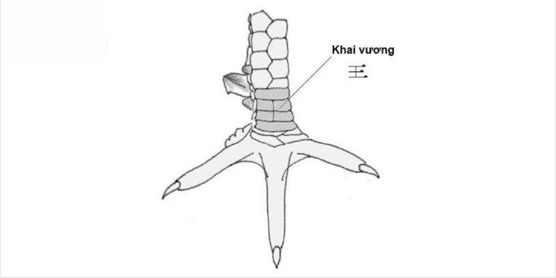 Tại sao nên sở hữu chiến kê có vảy gà khai vương?