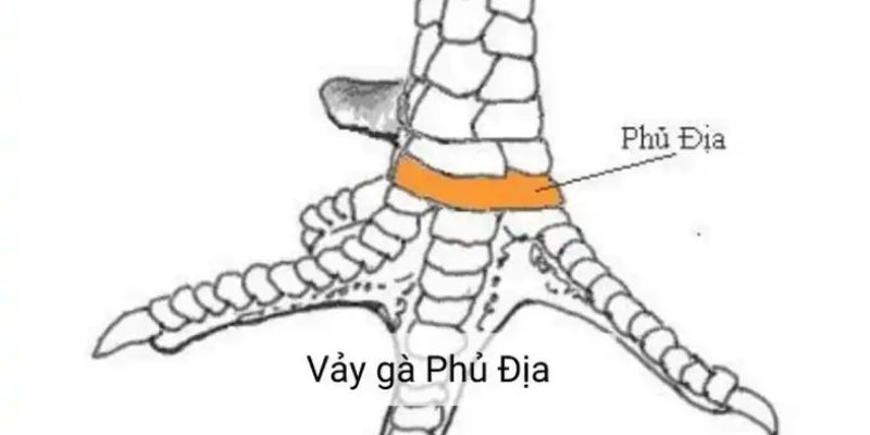 Tìm hiểu về các loại vảy gà phú địa phổ biến trong thế giới gà chọi