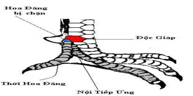 Vảy gà tam tài đại giáp