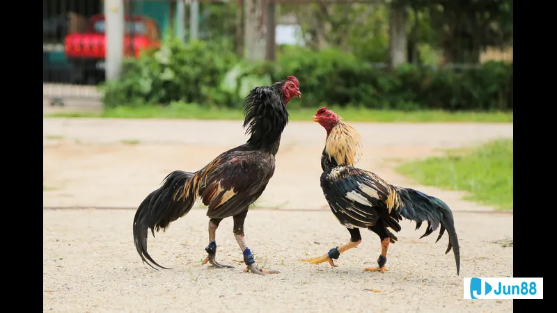 Gà được chăm sóc sức khỏe