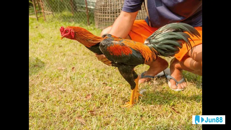 Nhân vật thú vị trên màn hình máy