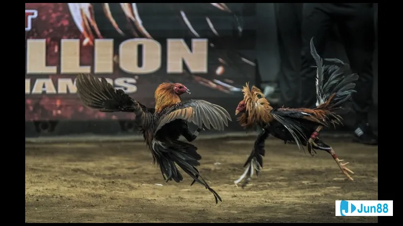 Kỹ thuật đổ gà đá