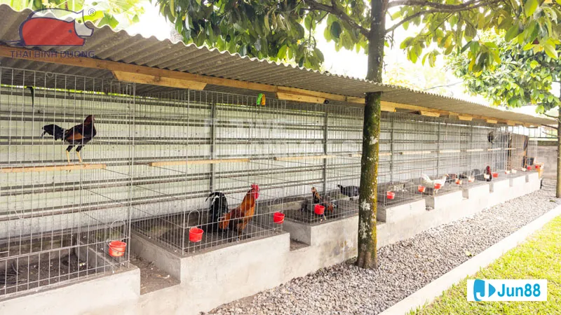 Kỹ thuật đổ gà