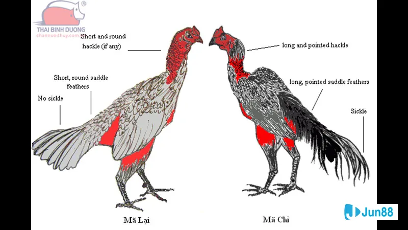 Lối đá gà chọi tiêu chuẩn