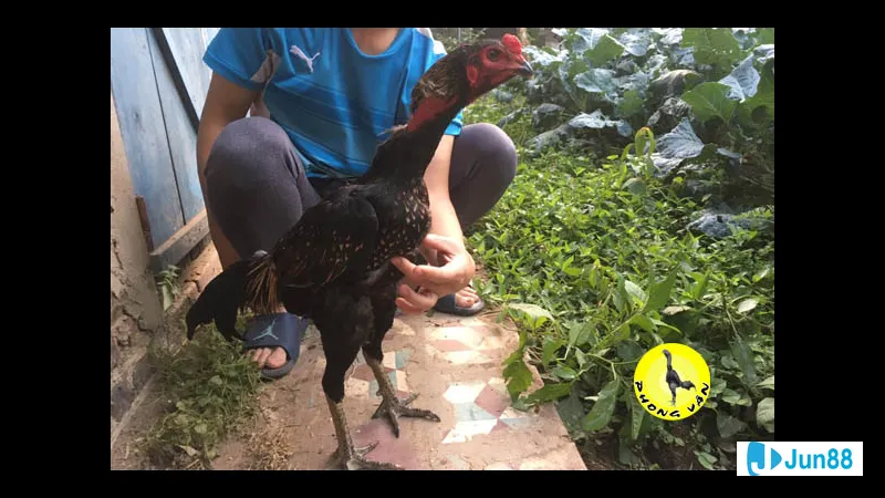 Di truyền và lối đá