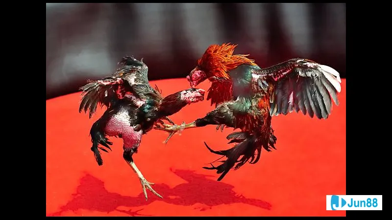 Đá phong cách cho gà chọi