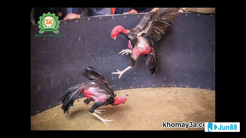 Phân tích đối thủ để lựa chọn lối