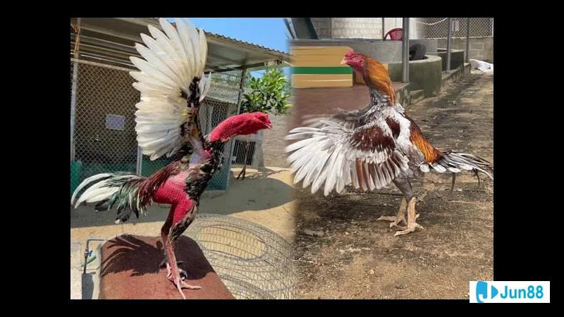 Yếu tố ảnh hưởng lối đá gà chọi