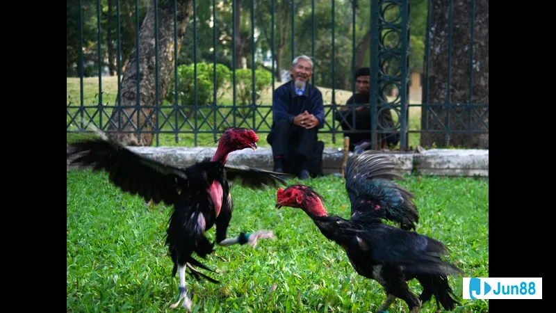 Gà chọi đang được huấn luyện