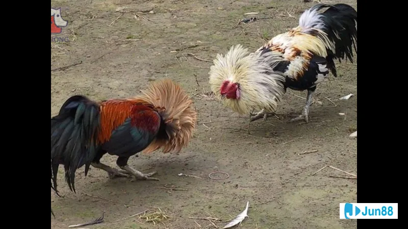 Khu vực nuôi gà sạch sẽ và tiện