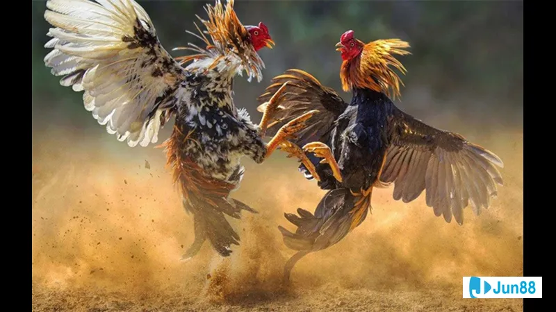 Vần hơi và vần đòn trong vũ đạo