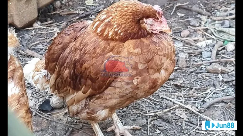 Chế độ dinh dưỡng cho gà đá