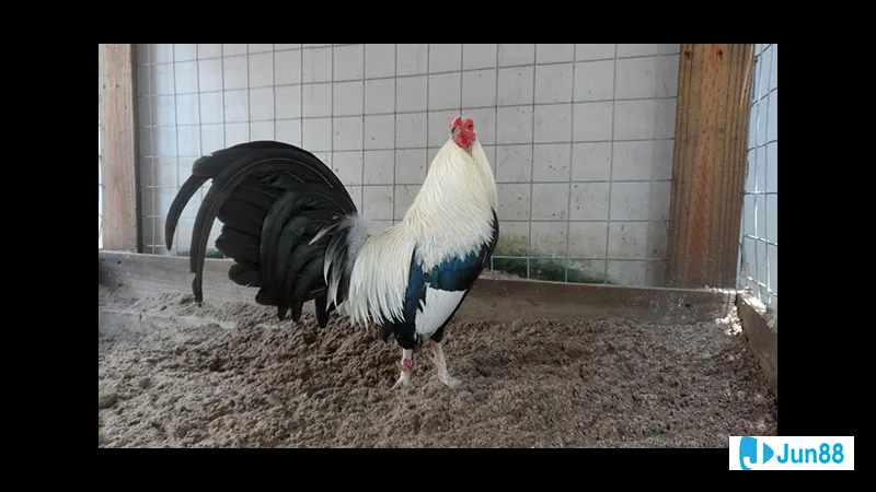 Gà đá Mỹ cựa sắt Gà đá Mỹ cựa sắt