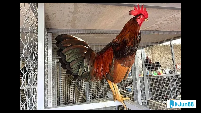 Gà đá Mỹ cựa sắt - Chế độ dinh Gà đá Mỹ cựa sắt - Chế độ dinh