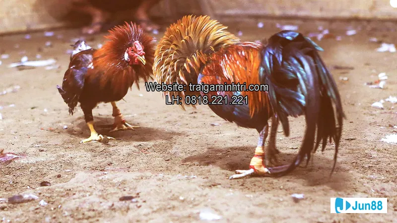 Bác sĩ kiểm tra tai của bệnh nhân Bác sĩ kiểm tra tai của bệnh nhân