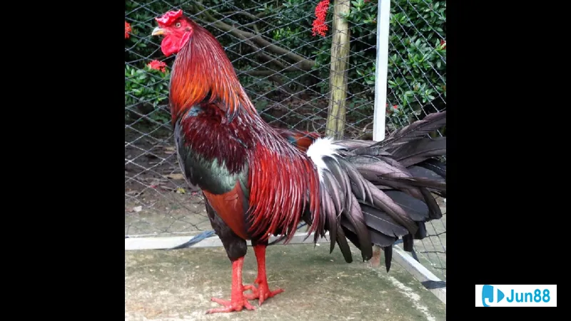 thực phẩm bổ sung chất lượng Thực phẩm bổ sung chất lượng