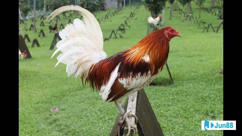 Gà đá Mỹ tập luyện cựa sắt Gà đá Mỹ tập luyện cựa sắt